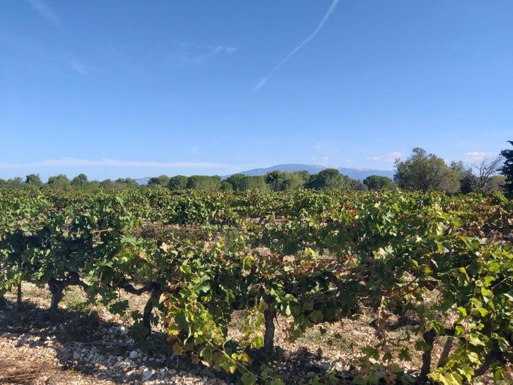 Gite Dans Les Pins Avec Piscine Villa Mazan Exterior foto